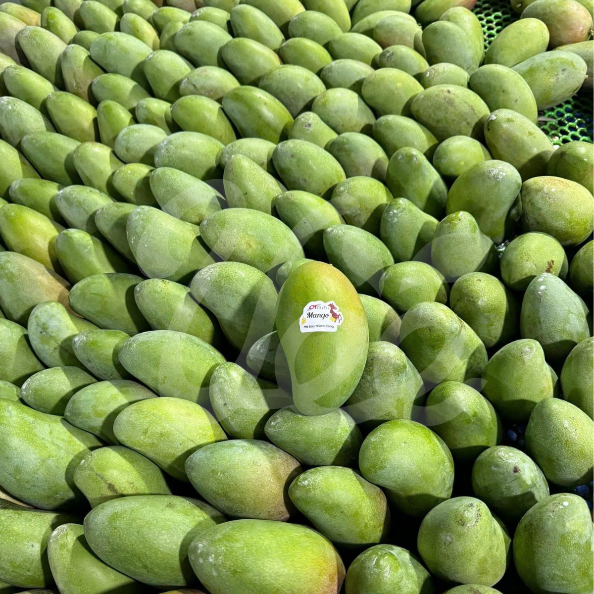[CT Choice] Mango Deo (Xoài Đeo) –  By Air Case 10 lbs (15-17 unit)